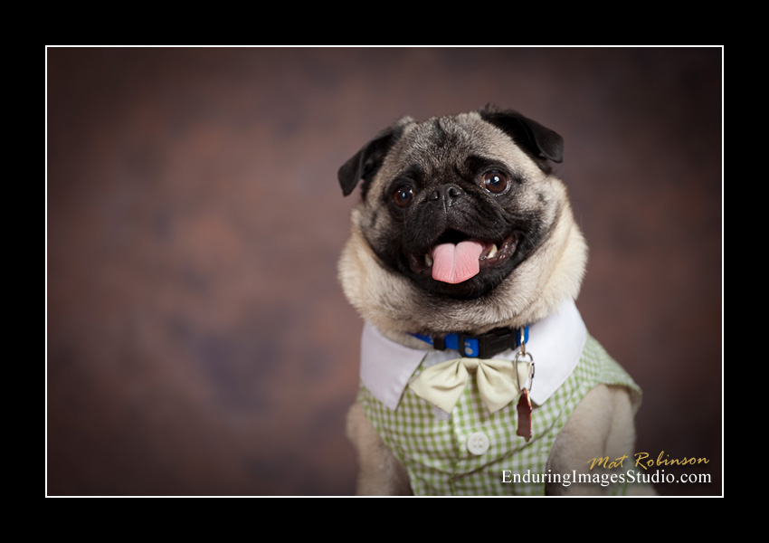 Dog portraits, photographer, Morris County, NJ