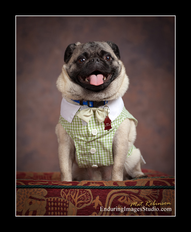 Dog portraits, photographer, Morris County, NJ