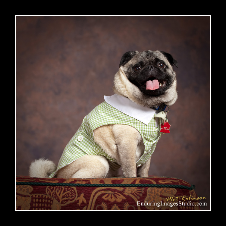 Dog portraits, photographer, Morris County, NJ