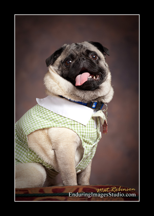 Dog portraits, photographer, Morris County, NJ