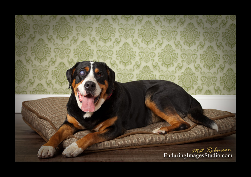 Dog portraits, photographer, Morris County, NJ