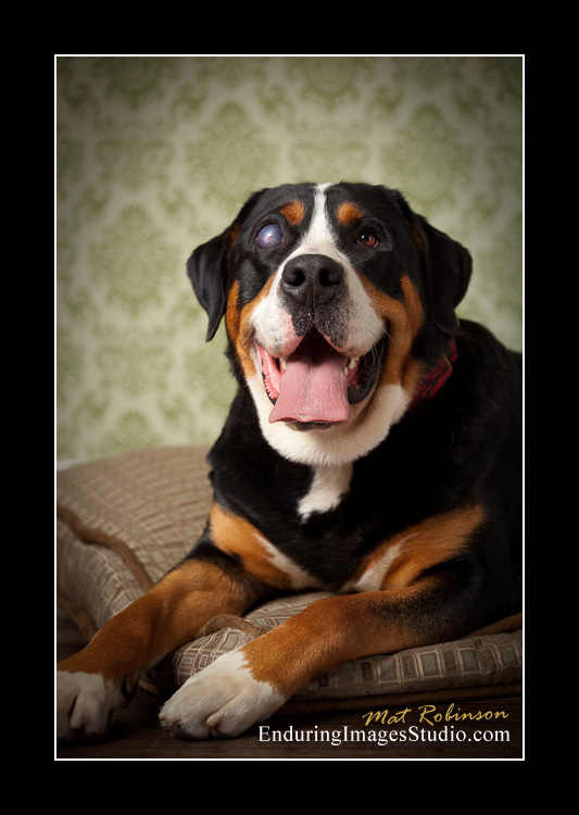 Dog portraits, photographer, Morris County, NJ