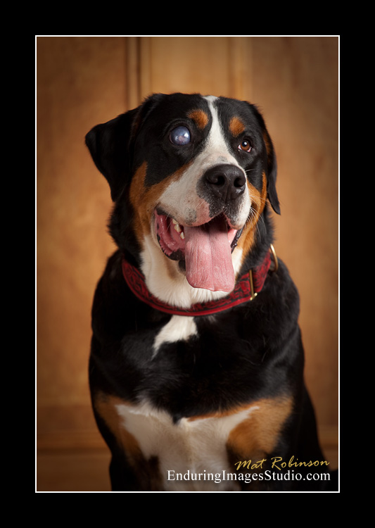 Dog portraits, photographer, Morris County, NJ