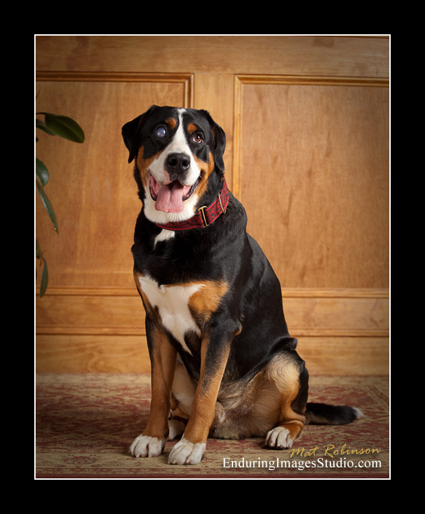 Dog portraits, photographer, Morris County, NJ