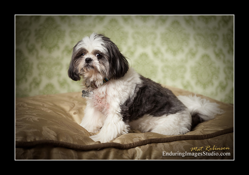 Dog portraits, photographer, Morris County, NJ