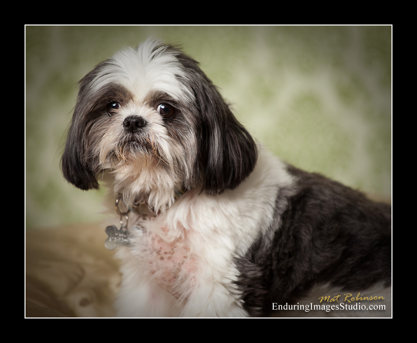 Dog portraits, photographer, Morris County, NJ