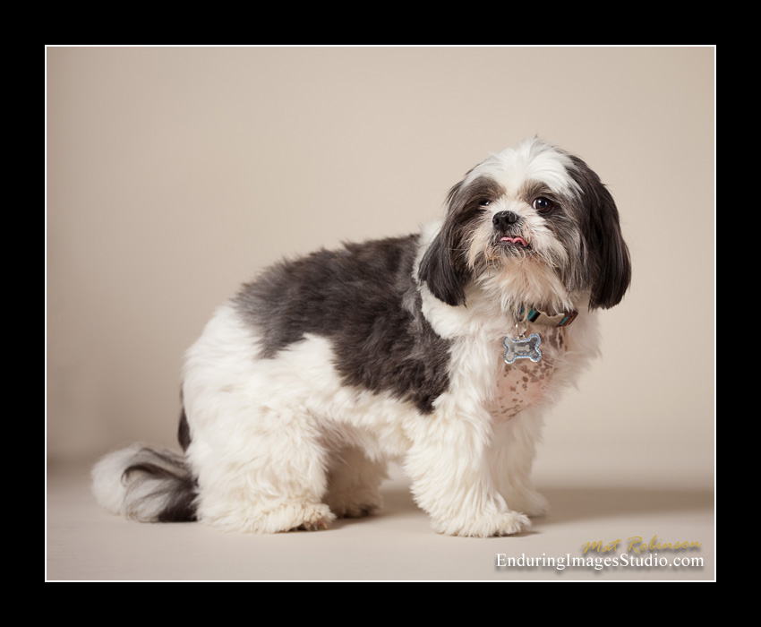 Dog portraits, photographer, Morris County, NJ