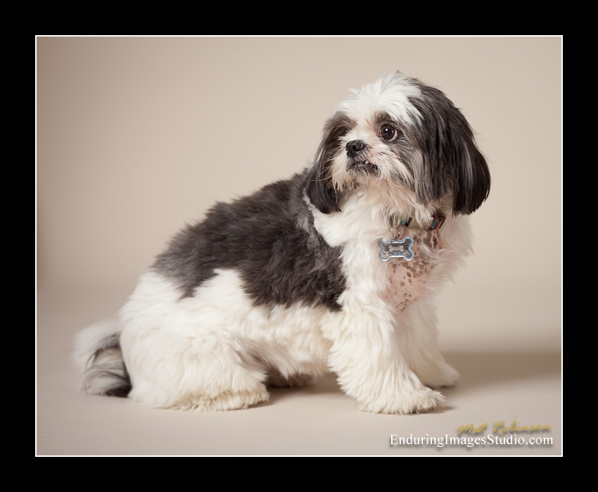 Dog portraits, photographer, Morris County, NJ