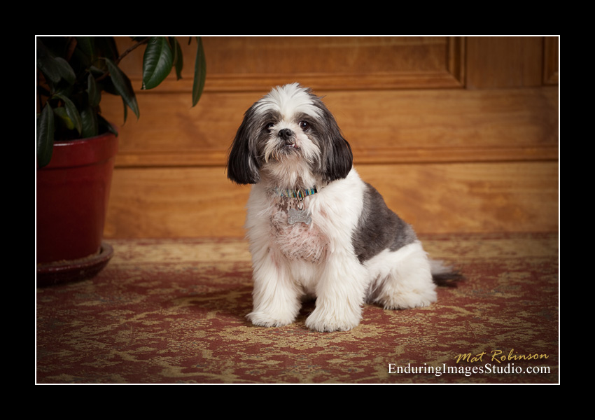 Dog portraits, photographer, Morris County, NJ