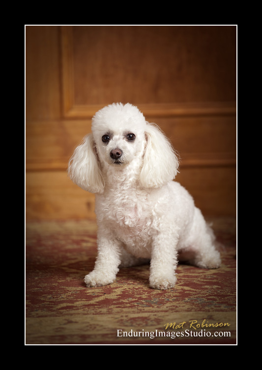 Dog portraits, photographer, Morris County, NJ