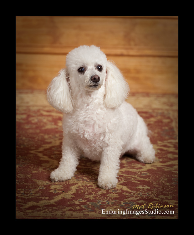 Dog portraits, photographer, Morris County, NJ
