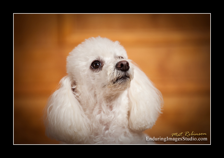 Dog portraits, photographer, Morris County, NJ