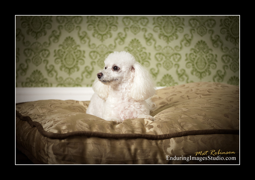 Dog portraits, photographer, Morris County, NJ