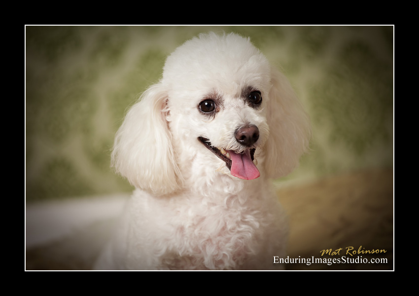 Dog portraits, photographer, Morris County, NJ