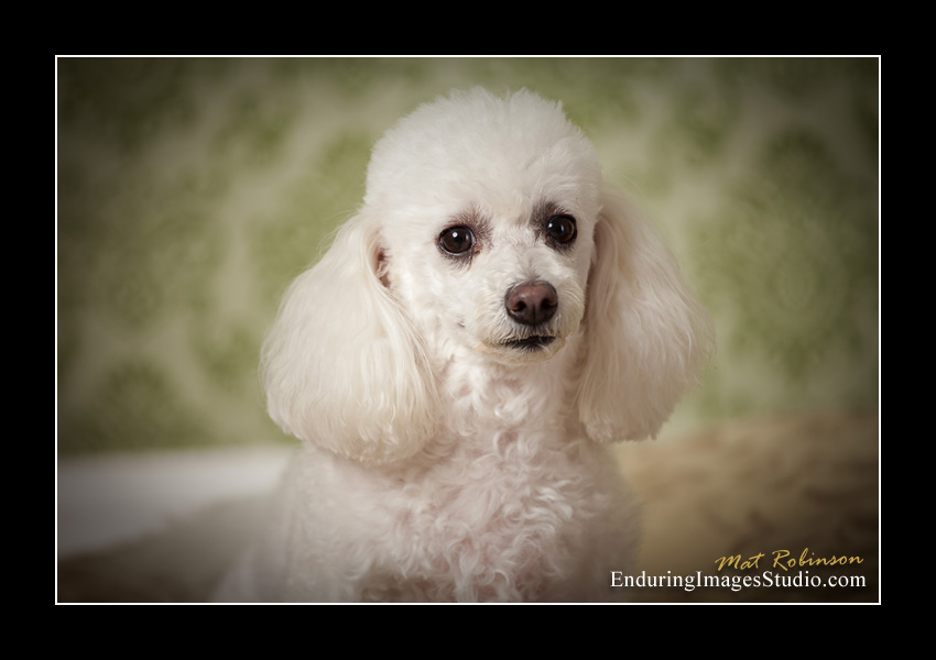 Dog portraits, photographer, Morris County, NJ