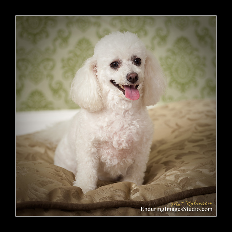 Dog portraits, photographer, Morris County, NJ