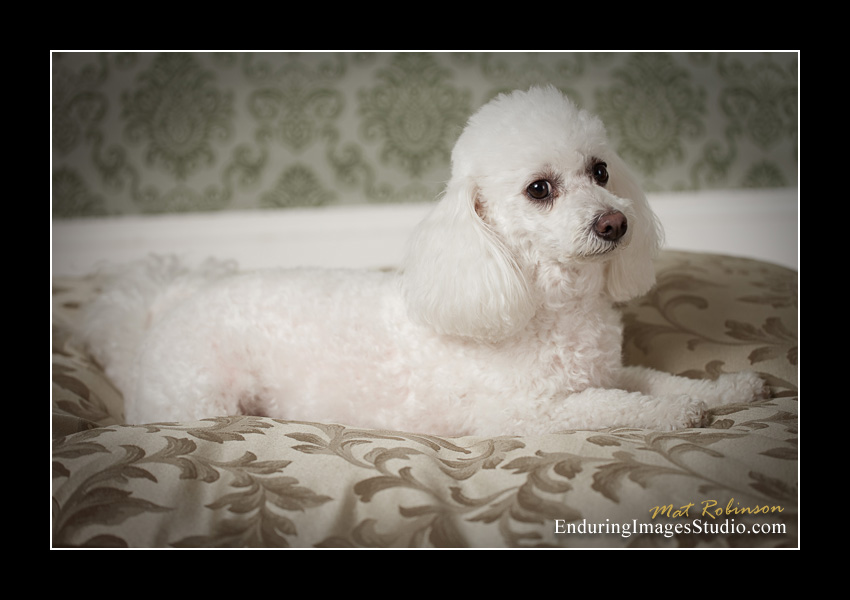 Dog portraits, photographer, Morris County, NJ