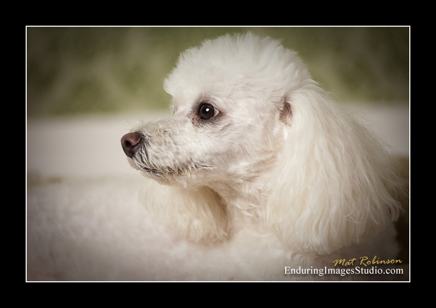 Dog portraits, photographer, Morris County, NJ