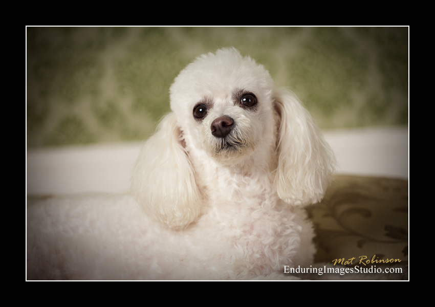 Dog portraits, photographer, Morris County, NJ