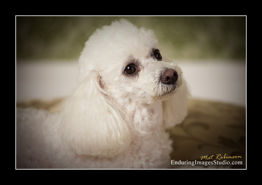 Dog portraits, photographer, Morris County, NJ