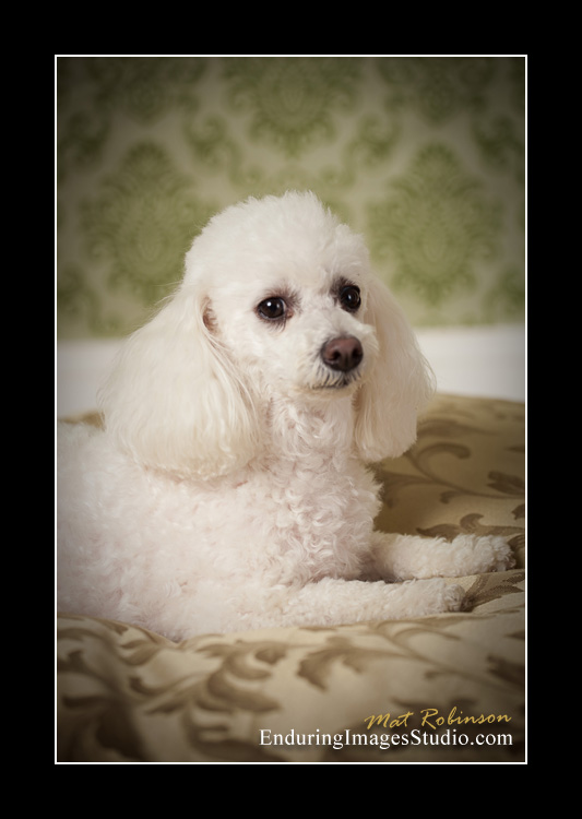 Dog portraits, photographer, Morris County, NJ