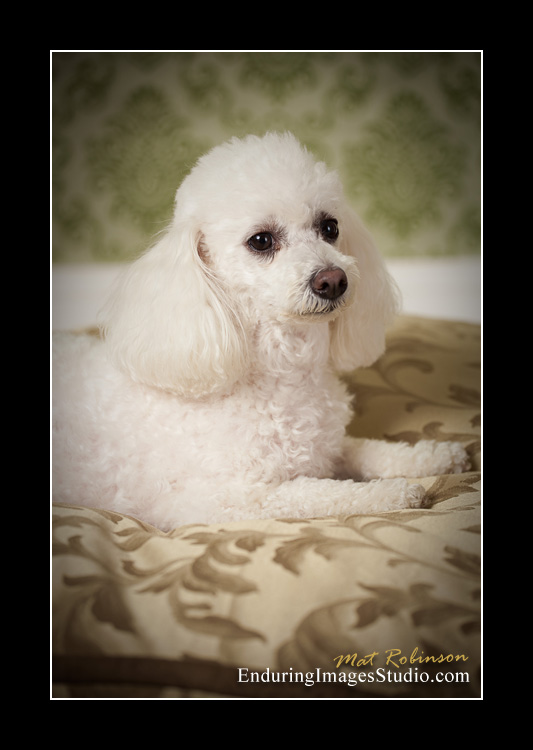 Dog portraits, photographer, Morris County, NJ