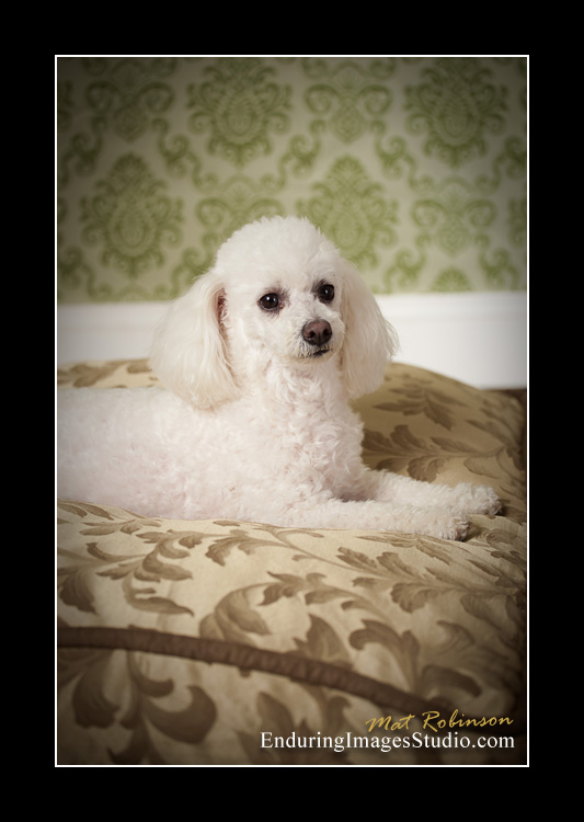 Dog portraits, photographer, Morris County, NJ