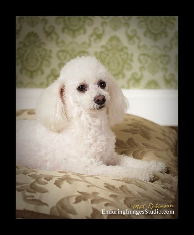 Dog portraits, photographer, Morris County, NJ