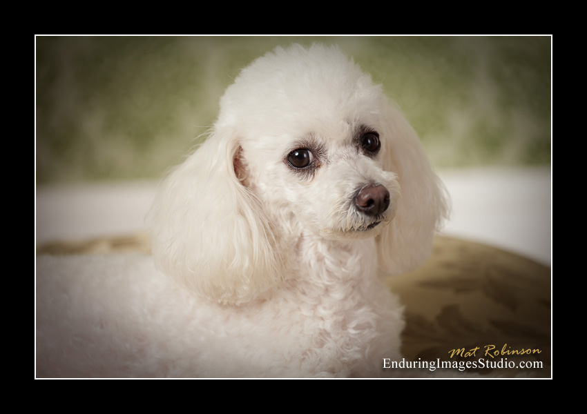 Dog portraits, photographer, Morris County, NJ