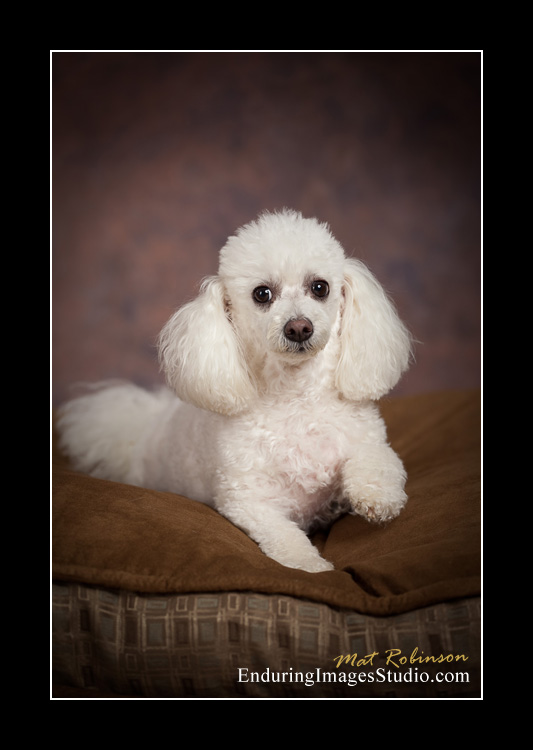Dog portraits, photographer, Morris County, NJ