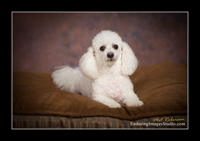 Dog portraits, photographer, Morris County, NJ