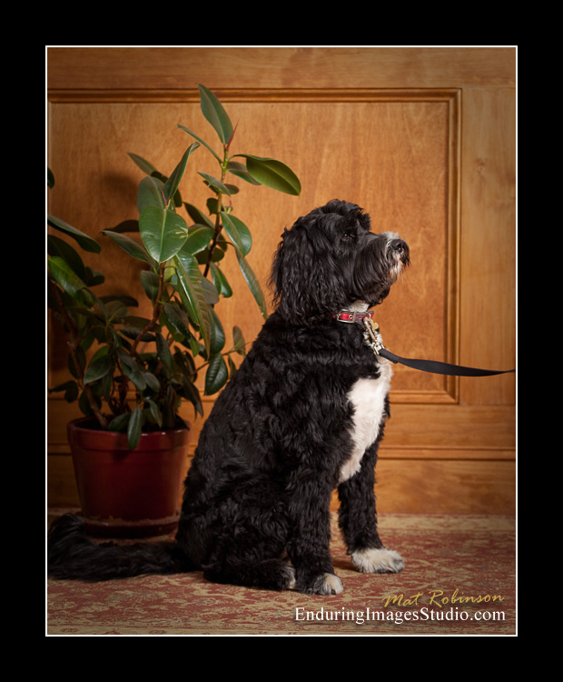 Dog portraits, photographer, Morris County, NJ