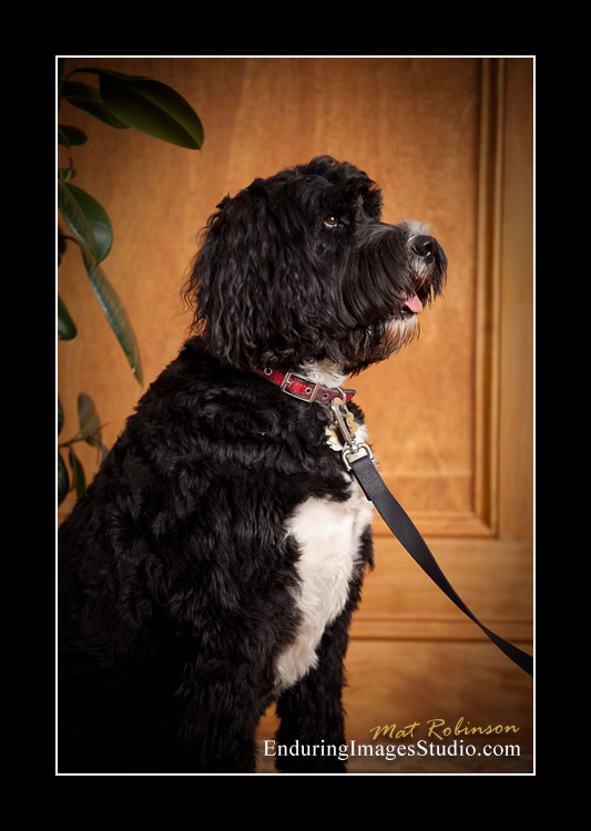 Dog portraits, photographer, Morris County, NJ