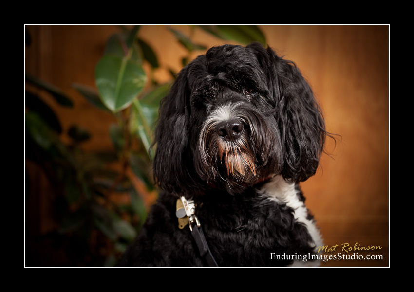 Dog portraits, photographer, Morris County, NJ