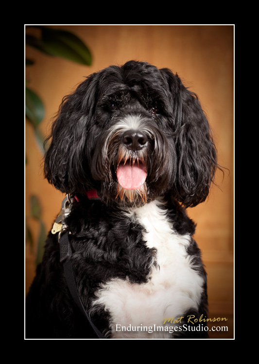 Dog portraits, photographer, Morris County, NJ