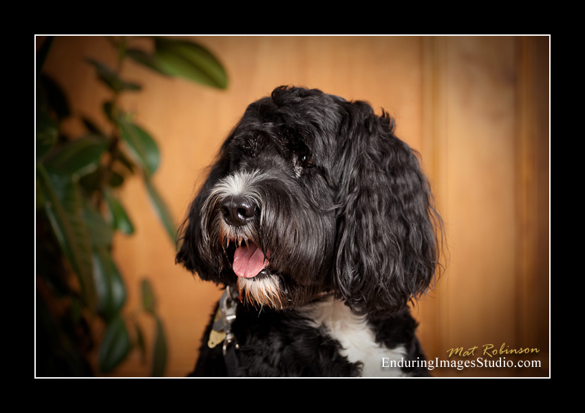 Dog portraits, photographer, Morris County, NJ
