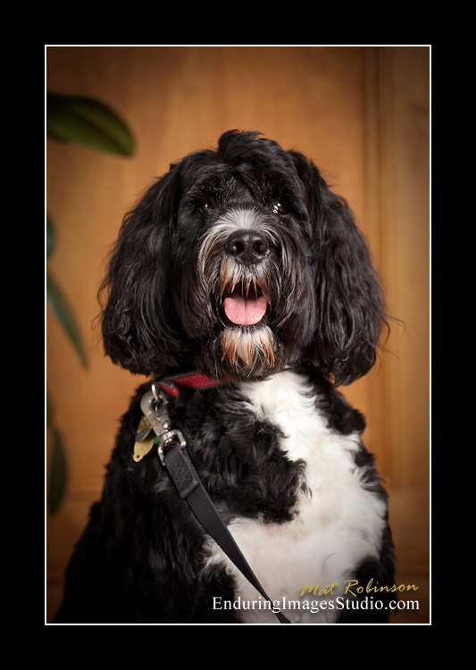 Dog portraits, photographer, Morris County, NJ