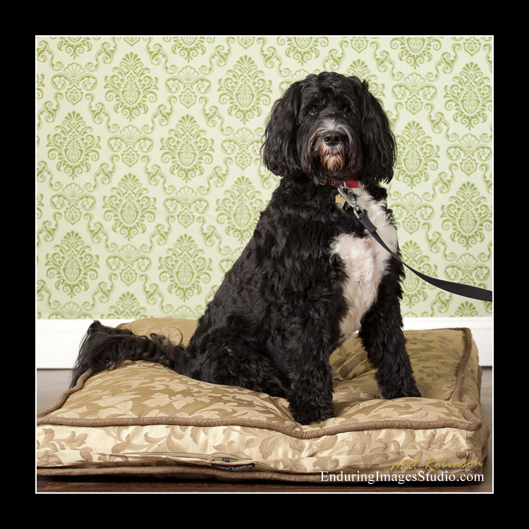 Dog portraits, photographer, Morris County, NJ