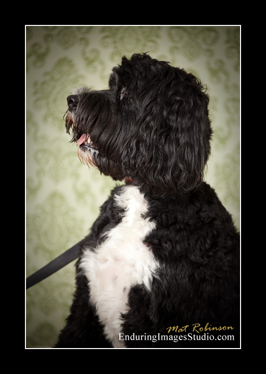 Dog portraits, photographer, Morris County, NJ