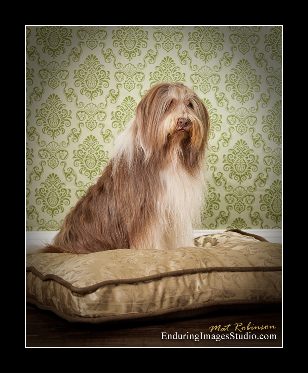 Dog portraits, photographer, Morris County, NJ