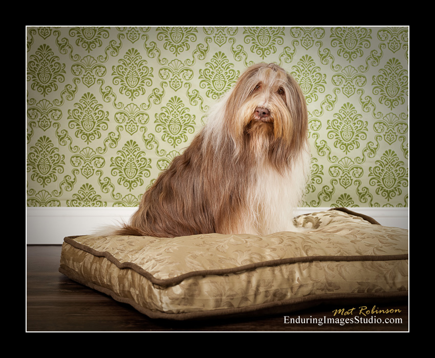 Dog portraits, photographer, Morris County, NJ