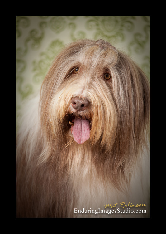 Dog portraits, photographer, Morris County, NJ