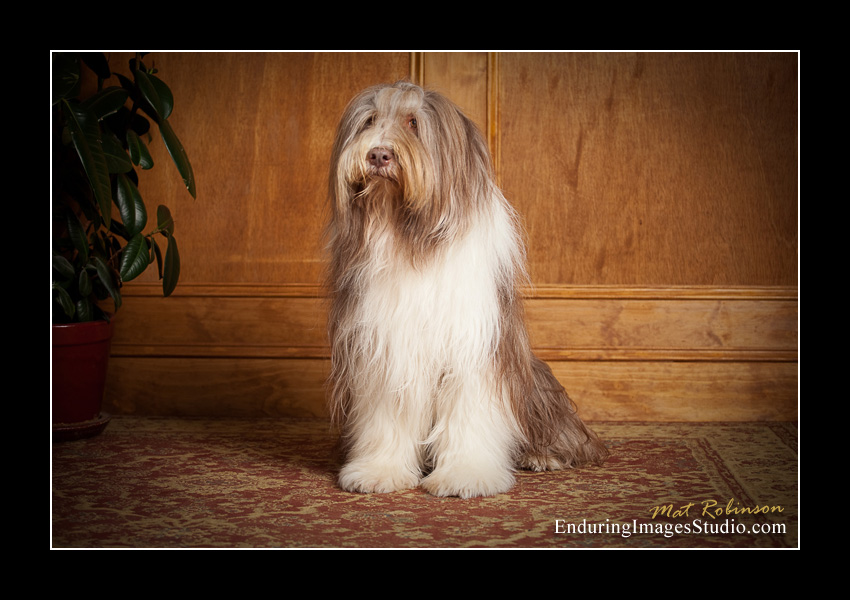 Dog portraits, photographer, Morris County, NJ