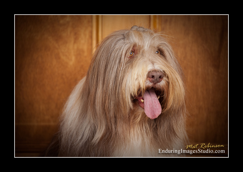 Dog portraits, photographer, Morris County, NJ