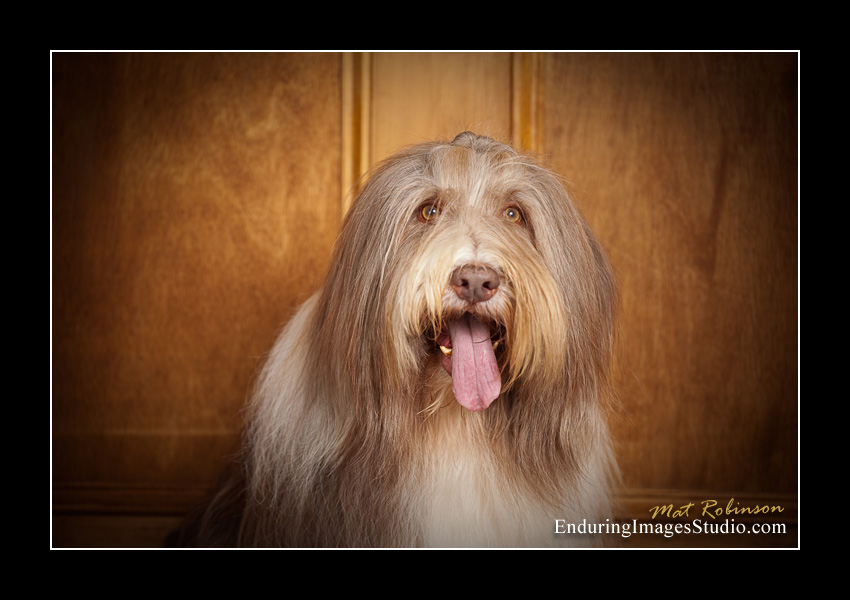 Dog portraits, photographer, Morris County, NJ