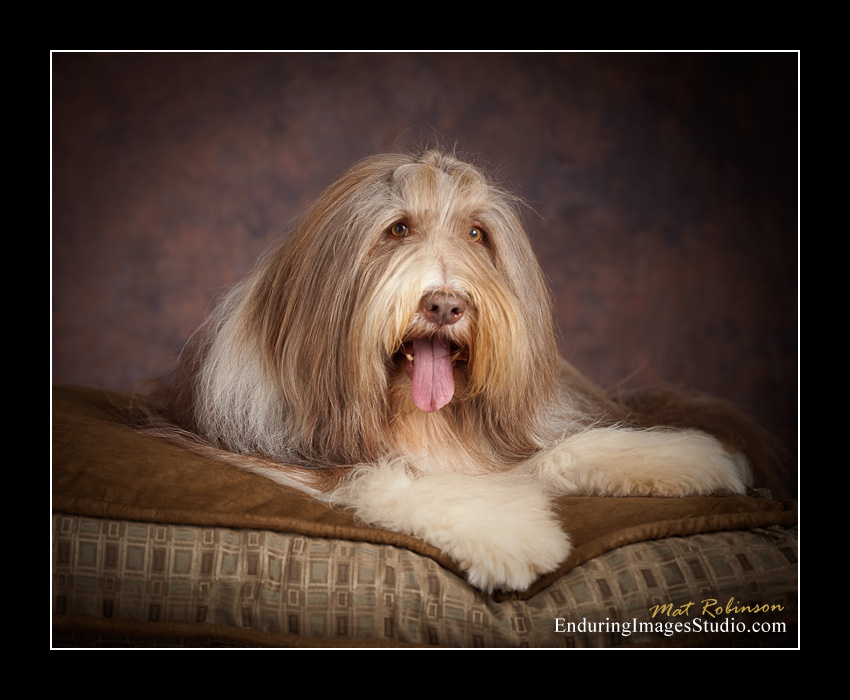 Dog portraits, photographer, Morris County, NJ
