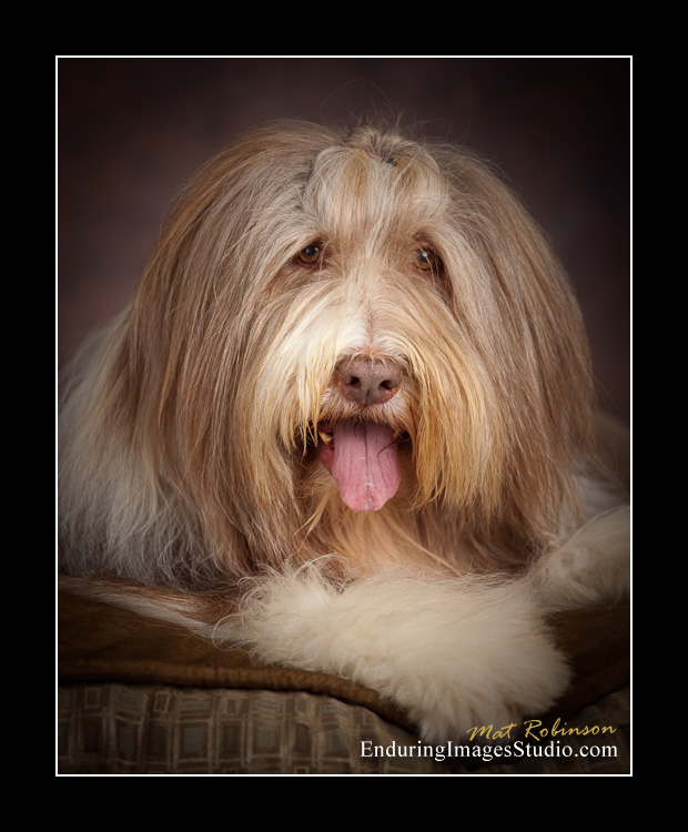 Dog portraits, photographer, Morris County, NJ