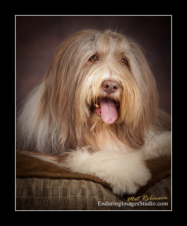 Dog portraits, photographer, Morris County, NJ