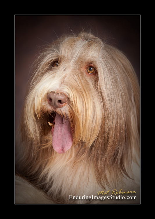 Dog portraits, photographer, Morris County, NJ
