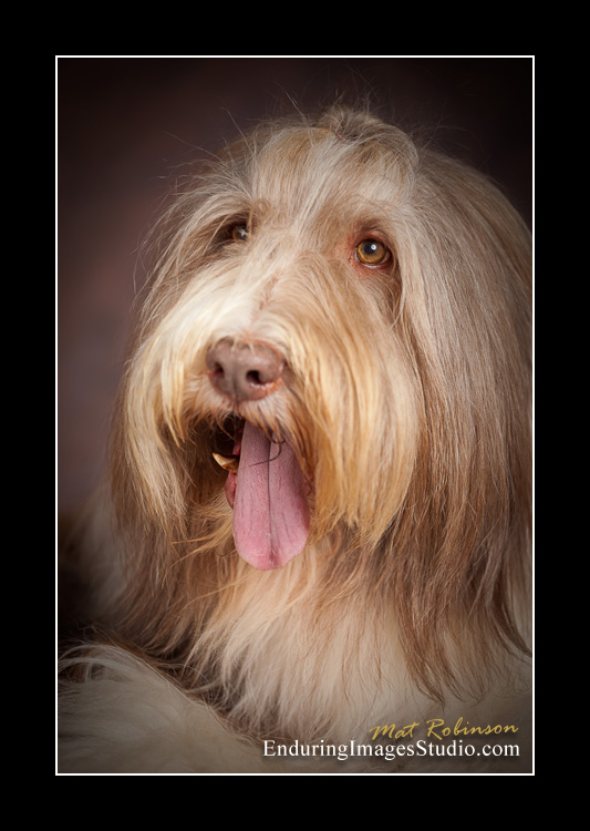 Dog portraits, photographer, Morris County, NJ